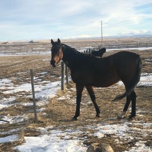 Meet your Posher, Chals